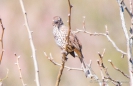 Cactus Wren - Kakteen Zaunkönig