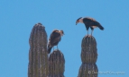 Caracara-Junior wird angelernt ... allerdings erinnert uns das Junge eher an das Märchen vom "häßlichen Entlein"