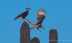 Trainingsstunde für den Caracara-Junior