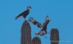 Trainingsstunde für den Caracara-Junior