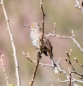 Cactus Wren - Kakteen Zaunkönig