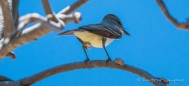 Cassins‘s Kingbird - Cassinkönigstyrann