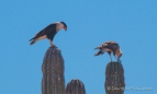 Trainingsstunde für den Caracara-Junior