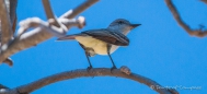 Cassins‘s Kingbird - Cassinkönigstyrann