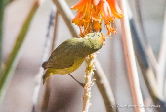 Orange-crowned Warbler - Orangefleck-Waldsänger