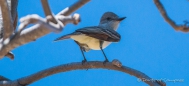 Cassins‘s Kingbird - Cassinkönigstyrann