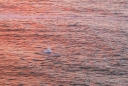 Ein erster Schnaufer eines Grauwales - im Abendrot