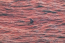 Hier zeigt sich der Grauwal kurz im Abendglühen