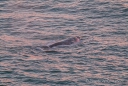 Grauwale direkt vom Ufer aus...