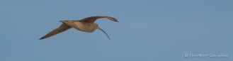 Bristle-tighed Curlew - Borstenbrachvogel