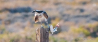 Osprey - Fischadler mit Jagd-Trophäe
