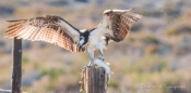 Osprey - Fischadler mit Jagd-Trophäe