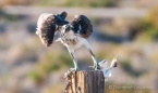 Osprey - Fischadler mit Jagd-Trophäe