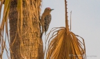 Gila Woodpecker - Gilaspecht