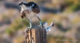 Osprey - Fischadler mit Jagd-Trophäe