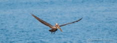 Brown Pelican ... Brauner Pelikan