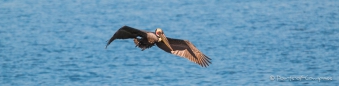 Brown Pelican ... Brauner Pelikan