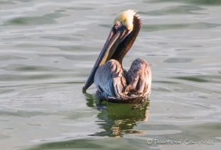 Brown Pelican ... Brauner Pelikan