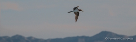 Northern Gannet - Basstölpel