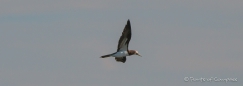 Northern Gannet - Basstölpel