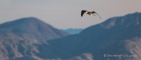 Northern Gannet - Basstölpel