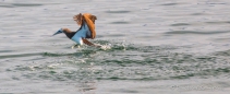Northern Gannet - Basstölpel beim Wasserballett