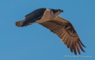 Osprey - Fischadler