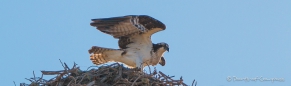 Osprey - Fischadler