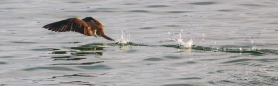 Northern Gannet - Basstölpel beim Wasserballett