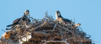 Die Ospreys - Fischadler in ihrem "Häuschen"