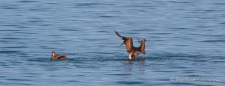 Northern Gannets - Basstölpel beim Wasserballett