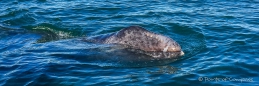 Ein Grauwal-Kalb schwimmt auf uns zu