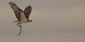 Osprey - Fischadler mit seinem Fang...