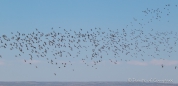 große Kolonien von Vögeln kreisen über uns
