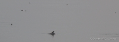 morgendlicher Delfin-Besuch