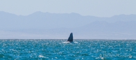 Der Wal streckt seinen Kopf aus dem Wasser und sondiert mal die Lage...