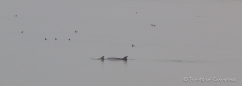 morgendlicher Delfin-Besuch