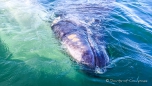 das Grauwal-Kalb wird von seiner Mama Richtung Boot geschoben