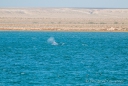 die ersten Grauwale begrüßen uns ... wir können sie direkt von unserem Platz aus beobachten...