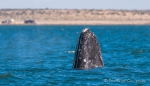 Auch dieser Wal sondiert die Lage indem er seinen Kopf aus dem Wasser streckt
