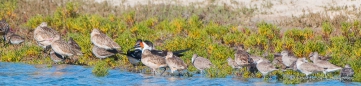 Black Skimmer - Schwarzmantel-Scherenschnabler zwischen den Long-billed Curlews - Rostbrachvögeln