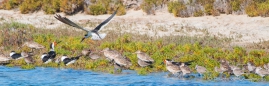 Black Skimmer - Schwarzmantel-Scherenschnabler zwischen den Long-billed Curlews - Rostbrachvögeln