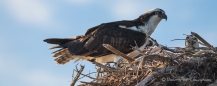 Ospreys - Fischadler