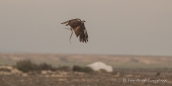 Osprey - Fischadler mit seinem Fang...