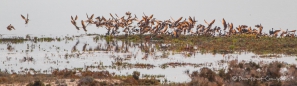 Kolonien von long-billed Curlews - Rostbrachvögeln