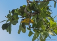 Gray-Crownes Yellowthroat - Wiesengelbkehlchen