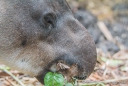 diesem Tapir schmeckt es gerade ;)