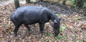 Tapir - das Nationaltier von Belize