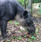 Tapir - das Nationaltier von Belize