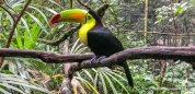 Der Toucan gehört zu den Specht-Vögeln, kannn allerdins mit seinem Schnabel keine Löcher in die Bäume klopfen...